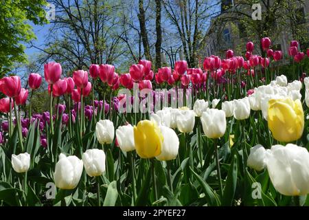 Ivano Frankivsk, Ukraine. 21st décembre 2022. IVANO-FRANKIVSK, UKRAINE - 01 MAI 2023 - des fleurs de tulipe en fleurs sont visibles sur un lit de fleurs, Ivano-Frankivsk, dans l'ouest de l'Ukraine. Credit: UKRINFORM/Alamy Live News Banque D'Images