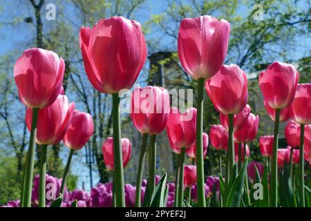 Ivano Frankivsk, Ukraine. 21st décembre 2022. IVANO-FRANKIVSK, UKRAINE - 01 MAI 2023 - des fleurs de tulipe en fleurs sont visibles sur un lit de fleurs, Ivano-Frankivsk, dans l'ouest de l'Ukraine. Credit: UKRINFORM/Alamy Live News Banque D'Images