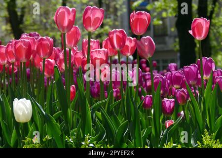 Ivano Frankivsk, Ukraine. 21st décembre 2022. IVANO-FRANKIVSK, UKRAINE - 01 MAI 2023 - des fleurs de tulipe en fleurs sont visibles sur un lit de fleurs, Ivano-Frankivsk, dans l'ouest de l'Ukraine. Credit: UKRINFORM/Alamy Live News Banque D'Images