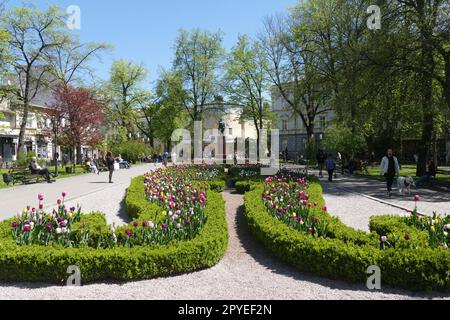 Ivano Frankivsk, Ukraine. 21st décembre 2022. IVANO-FRANKIVSK, UKRAINE - 01 MAI 2023 - des fleurs de tulipe en fleurs sont visibles sur un lit de fleurs, Ivano-Frankivsk, dans l'ouest de l'Ukraine. Credit: UKRINFORM/Alamy Live News Banque D'Images