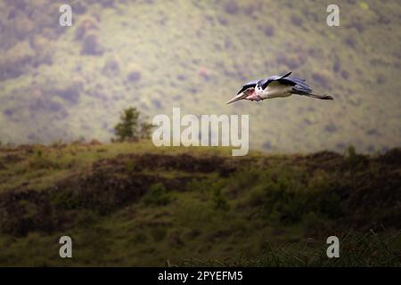 Une grande cigogne sauvage de marabout africain en vol dans la savane du Parc national du Serengeti, Tanzanie, Afrique Banque D'Images