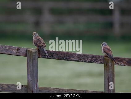 Une paire de Kestrels ( Falco tinnunculus), hommes et femmes, assis sur une clôture de domaine qui arpentage la prairie pour des en-cas possibles. Suffolk, Royaume-Uni. Banque D'Images