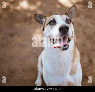 Chien de sauvetage, abri pour animaux et chiot jouant seul à une fourrière pour la protection, la sécurité et l'adoption. Sans-abri, abandonné et petit animal de compagnie attendant une maison dans un chenil local extérieur ou vétérinaire. Banque D'Images