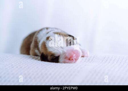 Gros plan mignon, calme et endormi chien chiot gallois corgi tricolore allongé sur une couverture douce blanche. Traitement et contrôle VET, soins Banque D'Images