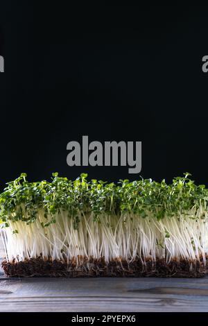 Culture domestique de Microgreens. Germes Microgreen sur mur noir. Espace libre pour le texte. Tiges cultivées avec des feuilles vertes. Banque D'Images