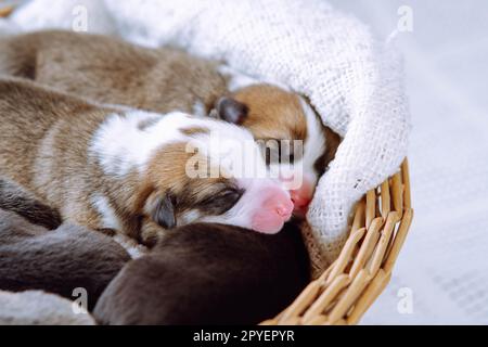 Chiots corgi gallois mignons, endormis et innocents couchés dans une couverture de panier en osier sur fond blanc. Soin des animaux et amour Banque D'Images