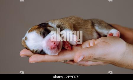 Petit chiot chien corgi gallois dormant sur des mains humaines méconnaissables sur fond de studio gris. Vet Hands, traitement pour animaux de compagnie Banque D'Images