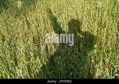silhouette d'un homme, ombre sur l'herbe, champ de blé Banque D'Images
