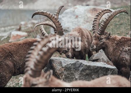 Troupeau d'ibexes dans la haute vallée de Gesso, Cuneo (Piémont, Italie) Banque D'Images