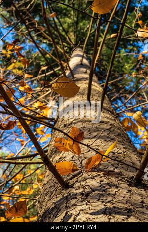 Tronc d'arbre brun et ombres noires des branches dessus Banque D'Images