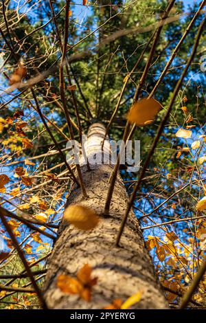 Tronc d'arbre brun et ombres noires des branches dessus Banque D'Images