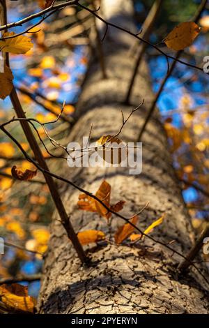 Tronc d'arbre brun et ombres noires des branches dessus Banque D'Images