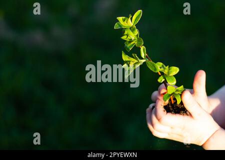 Jour de la Terre. Gaufrage d'un arbre dans les mains d'un enfant sur un fond d'herbe. Concept de conservation des forêts. Banque D'Images