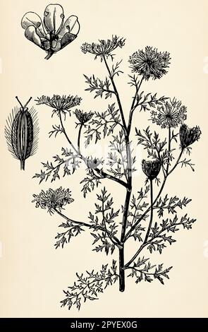 Tige, fleurs et fruits de Daucus carota. Illustration stylisée antique. Banque D'Images