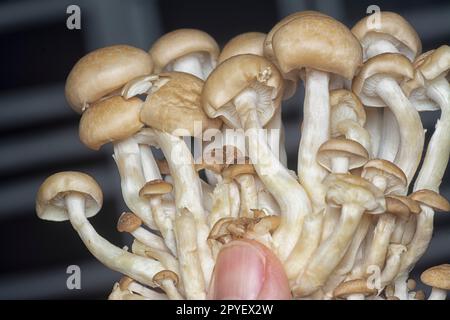 gros plan des champignons de la coquille du bouquet. Banque D'Images