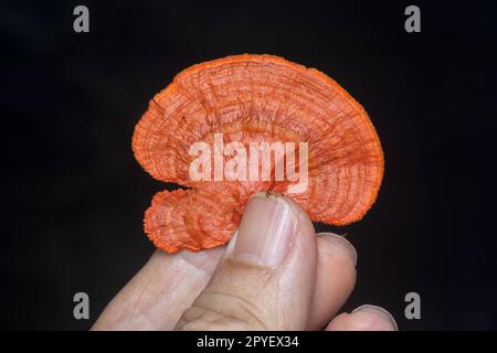 gros plan du champignon polypore cinnabar Banque D'Images