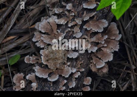 les champignons sauvages en forme de éventail sur le bois mort Banque D'Images