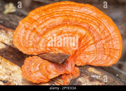 gros plan du champignon polypore cinnabar Banque D'Images