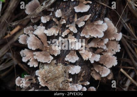 les champignons sauvages en forme de éventail sur le bois mort Banque D'Images