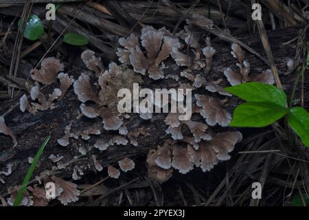 les champignons sauvages en forme de éventail sur le bois mort Banque D'Images