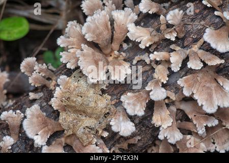 les champignons sauvages en forme de éventail sur le bois mort Banque D'Images