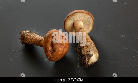 Deux champignons fraîchement cueillis (scaber monomanette / sol) Le Guide des champignons et la saleté de forêt encore sur eux, sur gris foncé, conseil. Banque D'Images