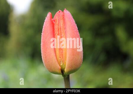 Photo en gros plan d'une belle tulipe rouge flamboyante recouverte de gouttelettes de rosée lors d'une matinée de printemps fraîche, quelques minutes avant l'aube. Banque D'Images