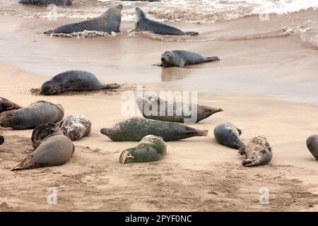 Colonie de phoques gris sur l'île de Great Blasket sur la péninsule de Dingle sur la voie de l'Atlantique sauvage dans le comté de Kerry en Irlande Banque D'Images