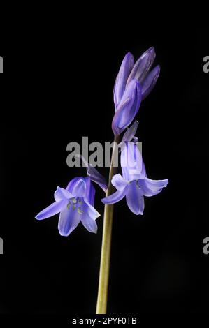 Bluebell, hyacinthoides non-scripta, fleurs et bourgeons isolés contre le noir Banque D'Images
