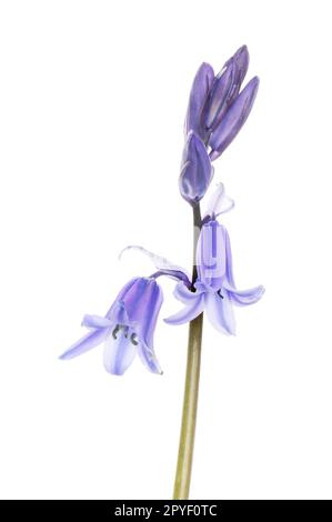 Bluebell, hyacinthoides non-scripta, fleurs et bourgeons isolés contre le blanc Banque D'Images