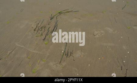 Fond de sable, varech et coquillages. Empreintes humaines. Plage après de fortes pluies. Matériau brun naturel après la tempête. De longues algues sont jetées par l'eau de la mer ou de l'océan sur le rivage. Laminaria Banque D'Images