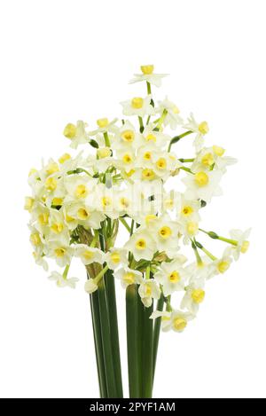 Gros plan d'un bouquet de narcisse blanches en papier fleurs isolées contre le blanc Banque D'Images