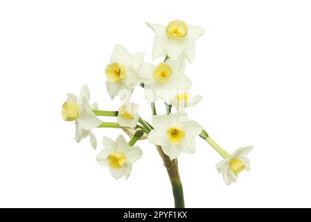 Narcisse blanc fleurs isolées sur fond blanc Banque D'Images