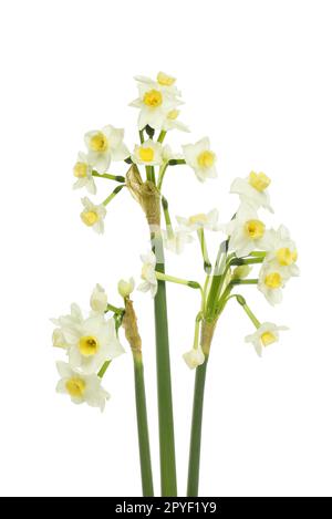 Narcisse blanc fleurs isolées sur fond blanc Banque D'Images