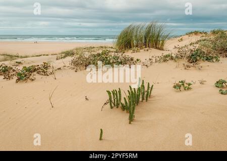 Paysage de dunes sur la plage de Bordeira dans le parc naturel du sud-ouest de l'Alentejo et de la côte de Vicentine Banque D'Images