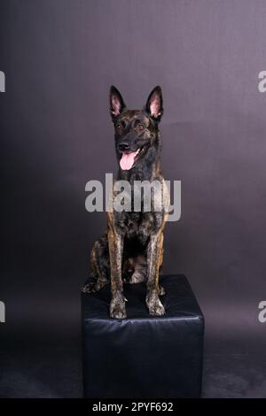 Berger hollandais sur fond noir studio posant le portrait Banque D'Images