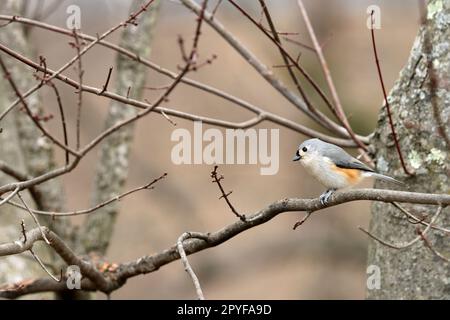 Tisouris touffeté (Baeolophus bicolor) perchée sur une branche d'un érable en hiver en Nouvelle-Angleterre Banque D'Images