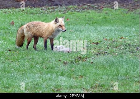 Un renard roux (Vulpes vulpes) en alerte avec sa proie : un écureuil gris de l’est (Sciurus carolinensis) Banque D'Images