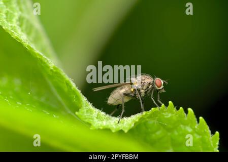 Mouche unique (genre Helina) assise sur une feuille, macrophotographie, insectes, biodiversité, nature Banque D'Images