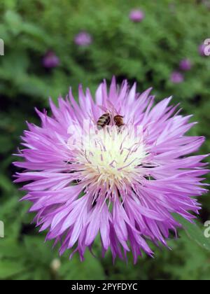 Une abeille pollinise une fleur de bleuet dans la nature Banque D'Images