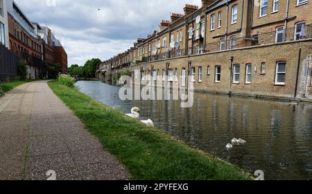 Londres - 05 21 2022: Cygnes avec chiots sur le canal de Grand Union près de Wedlake St et la passerelle Half Penny Steps Banque D'Images