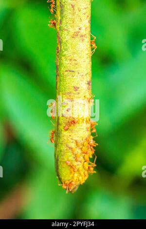 Grandes fourmis tropicales rouges rampant grimpant sur les plantes arbre Thaïlande. Banque D'Images
