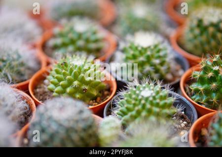 Fermer une petite plante de cactus en pot Banque D'Images