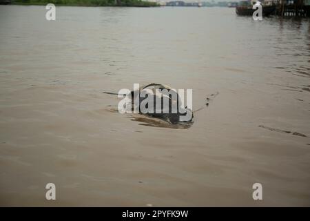 Ondo State, Nigeria - 2 mai 2023 - Une vache morte flottant sur l'eau polluée de la communauté fluviale d'Abereke d'Ilaje. Banque D'Images