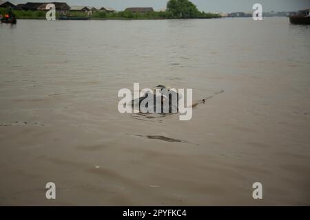 Ondo State, Nigeria - 2 mai 2023 - Une vache morte flottant sur l'eau polluée de la communauté fluviale d'Abereke d'Ilaje. Banque D'Images