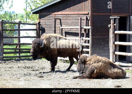 Ukraine. 22nd décembre 2022. RÉGION DE KIEV, UKRAINE - 01 MAI 2023 - des bisons sont vus dans le zoo de XII mois, Demydiv, région de Kiev, le nord de l'Ukraine. Credit: UKRINFORM/Alamy Live News Banque D'Images