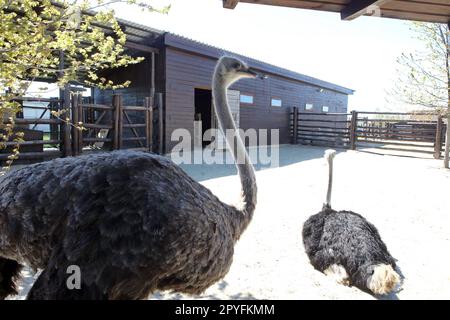 Ukraine. 22nd décembre 2022. RÉGION DE KIEV, UKRAINE - 01 MAI 2023 - les Ostriches sont vues dans les locaux du zoo de XII mois, Demydiv, région de Kiev, dans le nord de l'Ukraine. Credit: UKRINFORM/Alamy Live News Banque D'Images