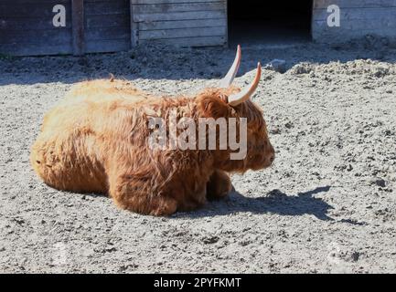 Ukraine. 22nd décembre 2022. RÉGION DE KIEV, UKRAINE - 01 MAI 2023 - On voit Un bison dans le zoo de XII mois, à Demydiv, dans la région de Kiev, dans le nord de l'Ukraine. Credit: UKRINFORM/Alamy Live News Banque D'Images