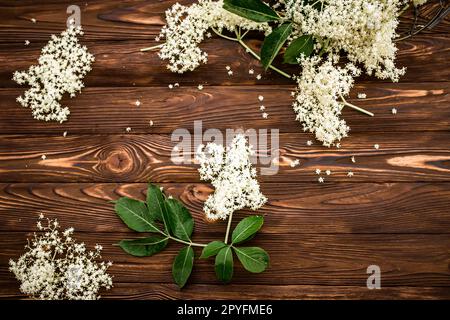 Fleurs de sureau fraîchement cueillies sur une table en bois. Ingrédients pour une boisson rafraîchissante ou une limonade à base de fleurs d'ambucus. Banque D'Images