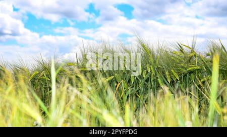 Champ de céréales avant la récolte Banque D'Images